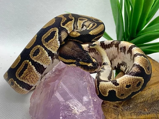 Normal 100% Het Pied Ball Python by Hatched at Hillmans