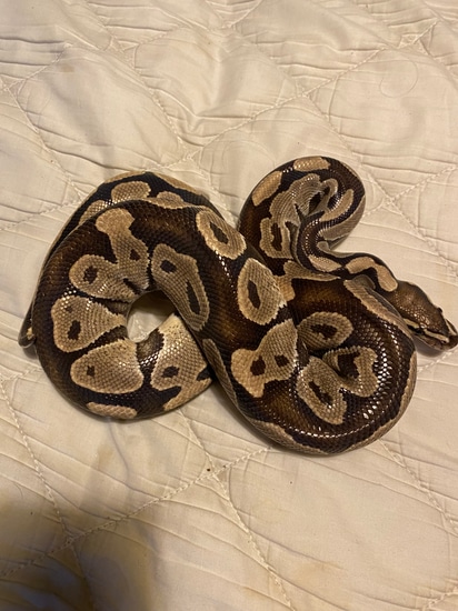 Mojave Royal Python Ball Python by Bens Balls