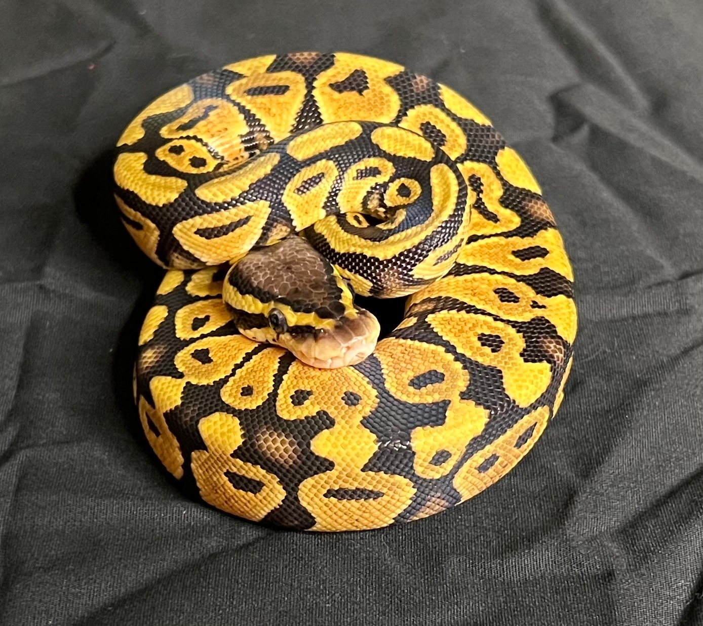M Pastel 100% Het Clown Ball Python by Drakskepp Ball Pythons - MorphMarket