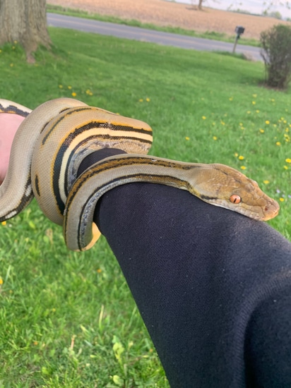 Socialized Genetic Stripe Female Reticulated Python by Drakskepp Ball ...