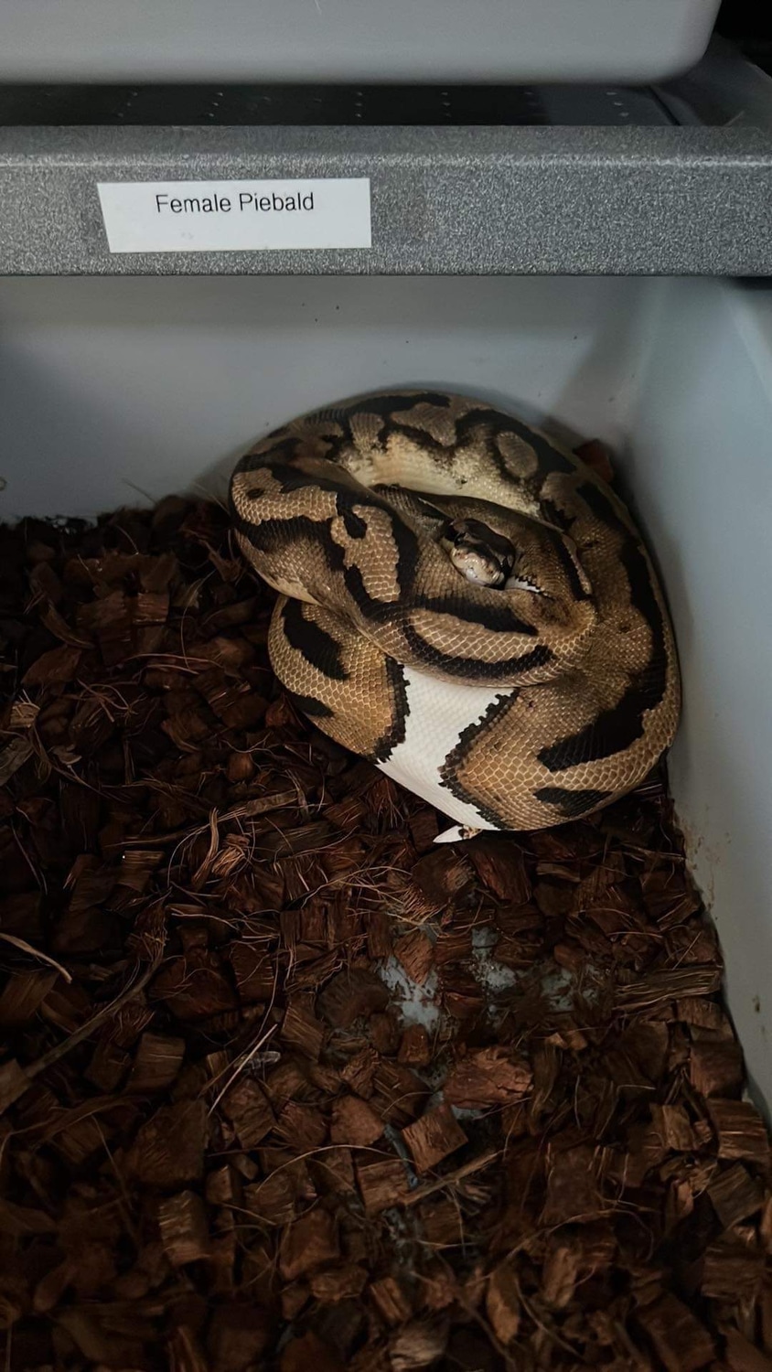 Piebald Ball Python by Drakskepp Ball Pythons - MorphMarket