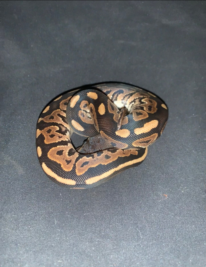Cinnamon Het Piebald Ball Python by Drakskepp Ball Pythons - MorphMarket