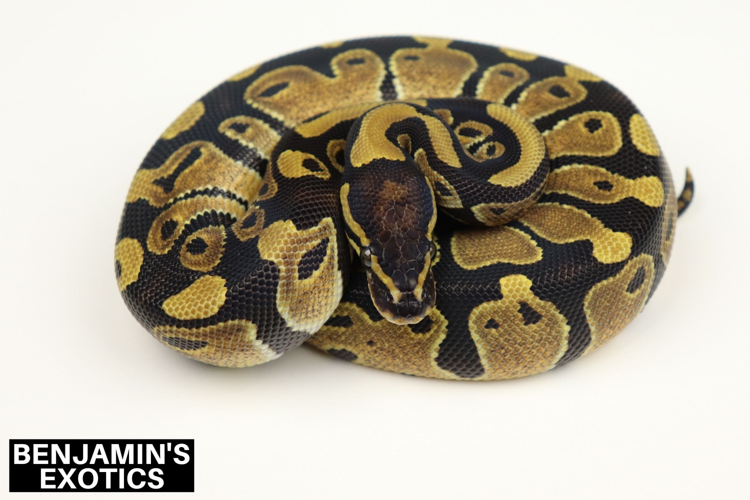 Special Ringer Ball Python by Benjamin's Exotics - MorphMarket