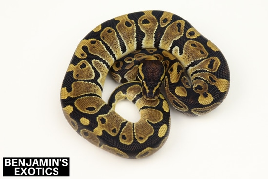 Normal Ball Python by Benjamin's Exotics