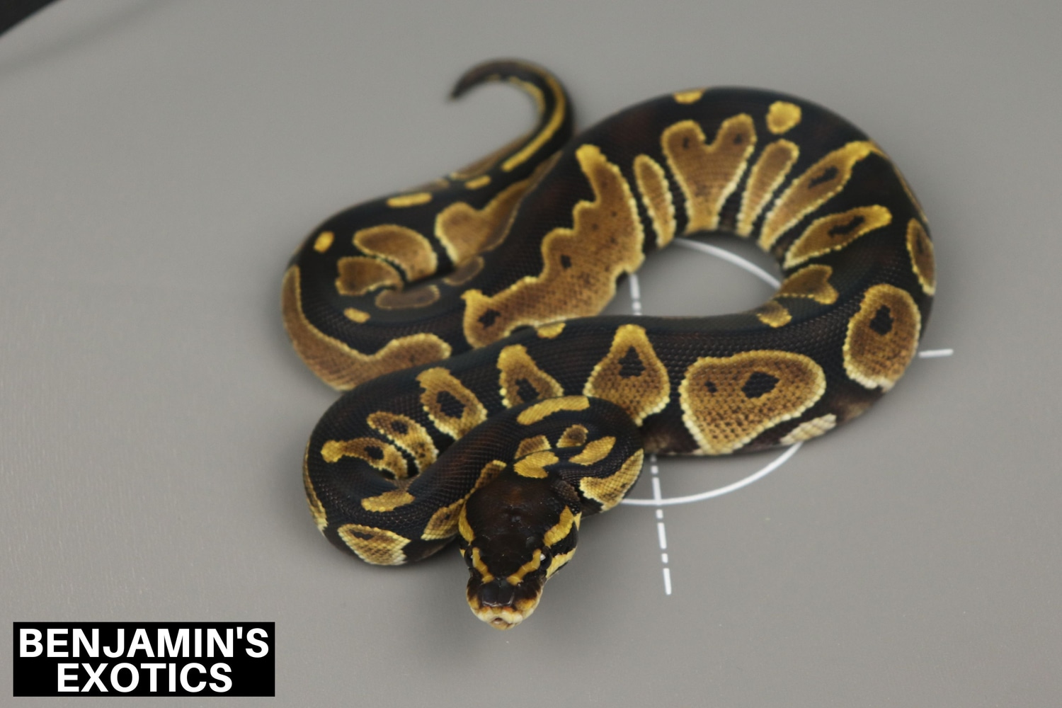 Chocolate Ball Python by Benjamin's Exotics - MorphMarket