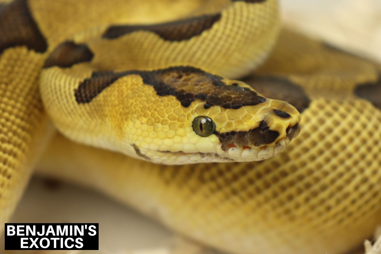 Super Enchi Clown Ball Python by Benjamin's Exotics - MorphMarket