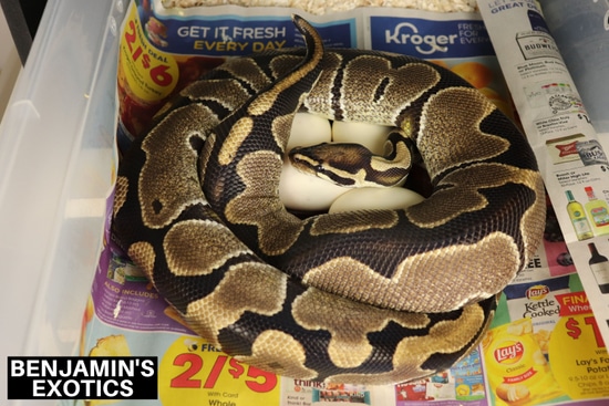 Normal Dinker Ball Python by Benjamin's Exotics