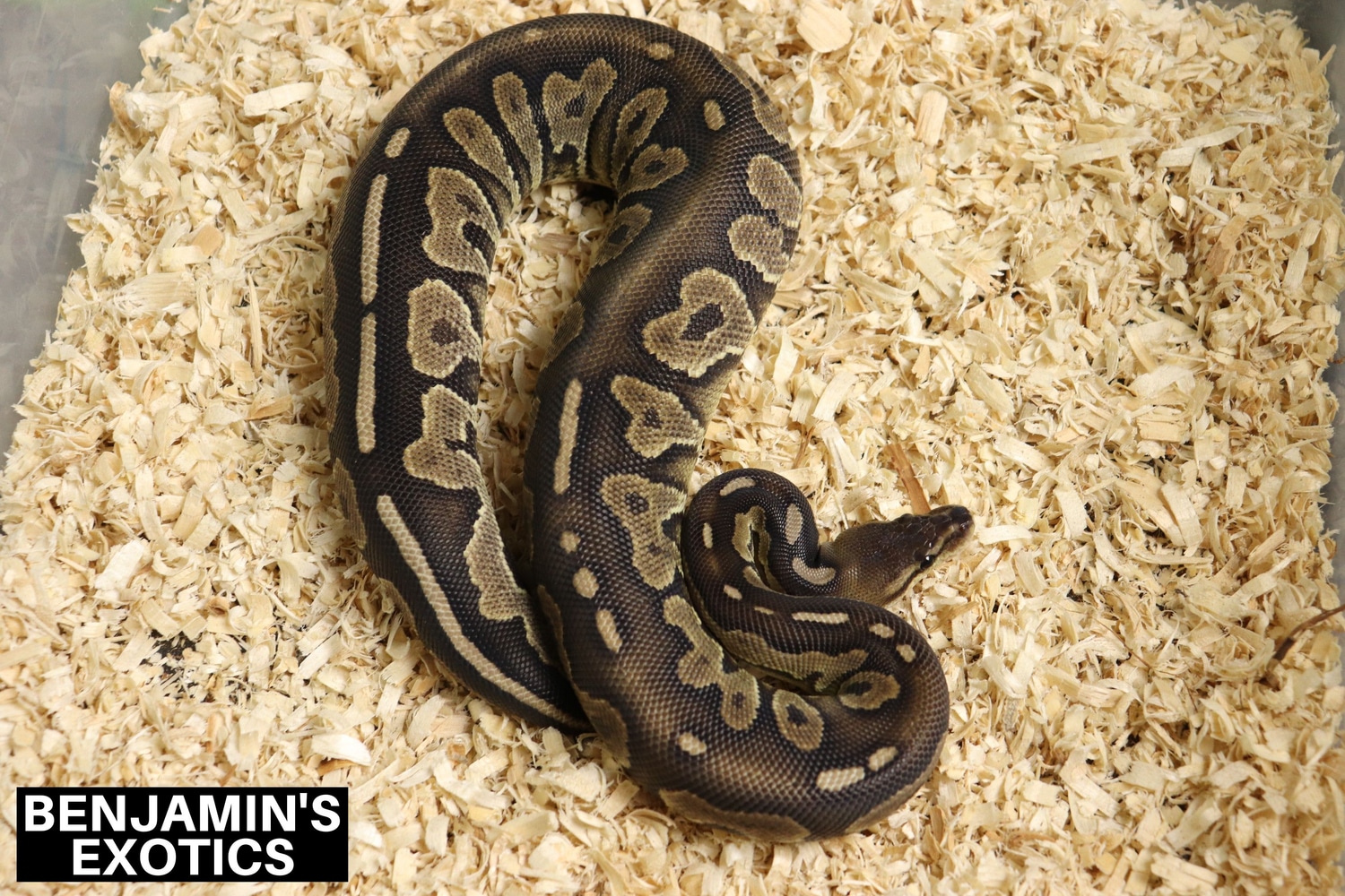 Cinnamon Chocolate Ball Python by Benjamin's Exotics - MorphMarket