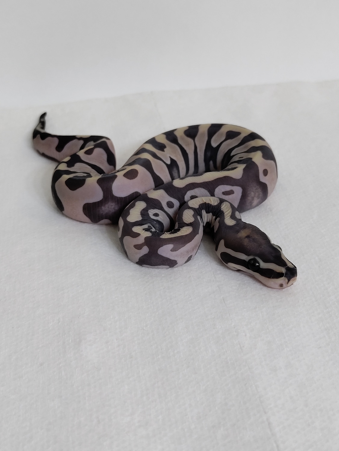 Scaleless Ball Python by Precious Metal Morphz - MorphMarket