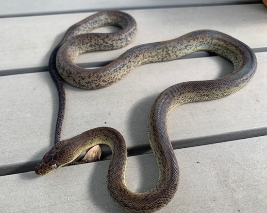 Timor Island Macklot's Python by Fieldstone Herpetoculture