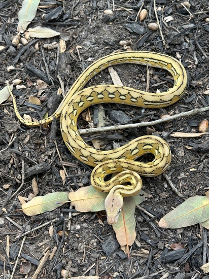 62.5% Kalaotoa_Madu SD Platinum Tiger 100% Het Anery Reticulated Python ...