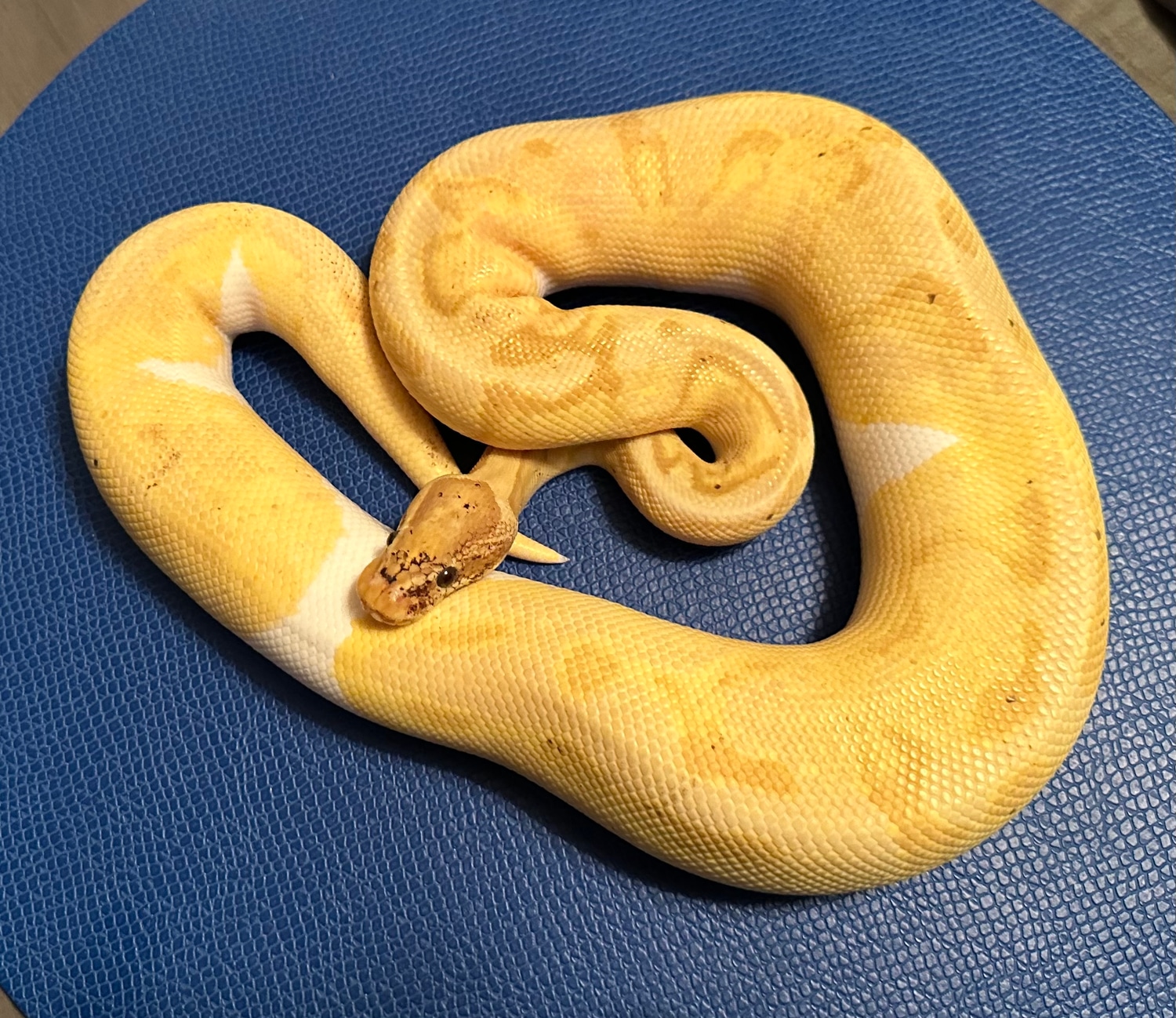 RTB Enchi Banana Pied Ball Python by RICHIES recessives MorphMarket