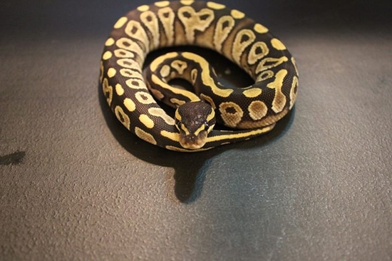 Mojave Ball Python by BOR