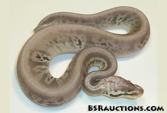 Super Citrus Pastel Leopard Cinnamon Poss Lesser Ball Python by BSR ...