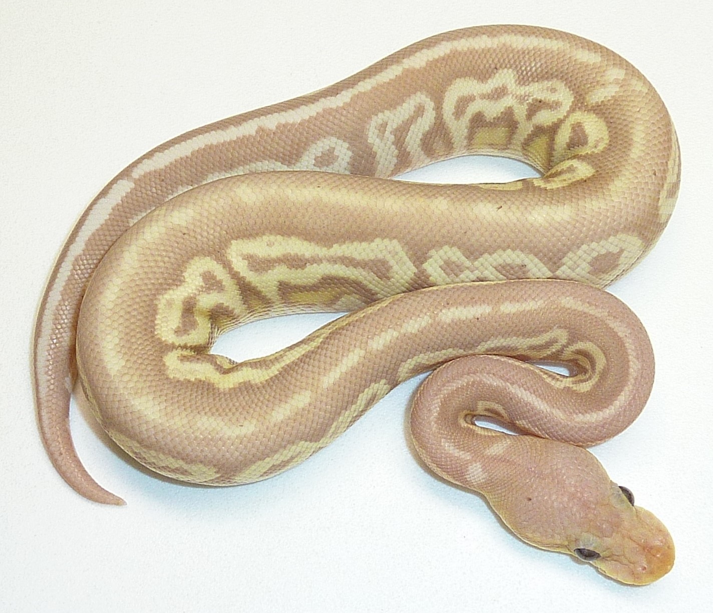 Banana Gargoyle Ball Python by BSR Auctions MorphMarket