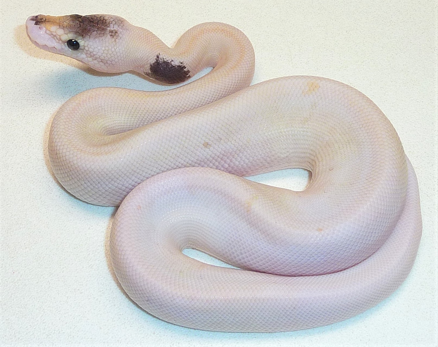 Gray Matter Ball Python by BSR Auctions - MorphMarket