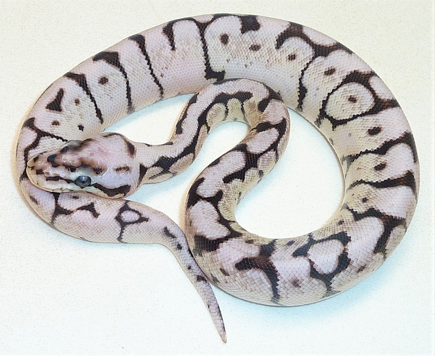 Zebra Bee Ball Python by BSR Auctions - MorphMarket