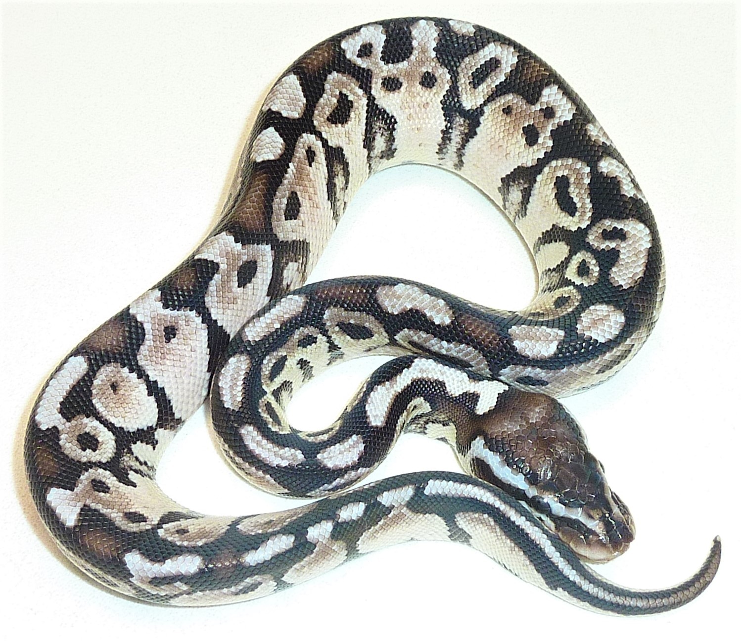 Pastel Sk Axanthic Ball Python by BSR Auctions - MorphMarket
