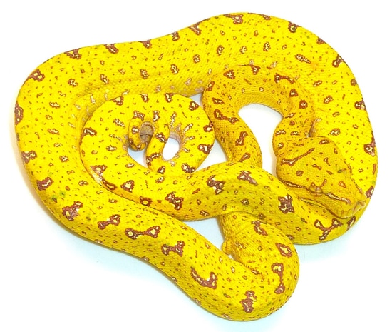 Biak” Locality Green Tree Python by BSR Auctions