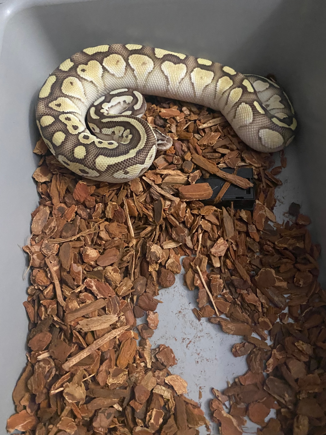 Pastel Lesser Ball Python by Bentleys Ballys - MorphMarket