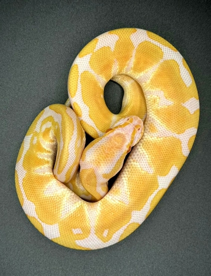 Candino Ball Python by Bentleys Ballys