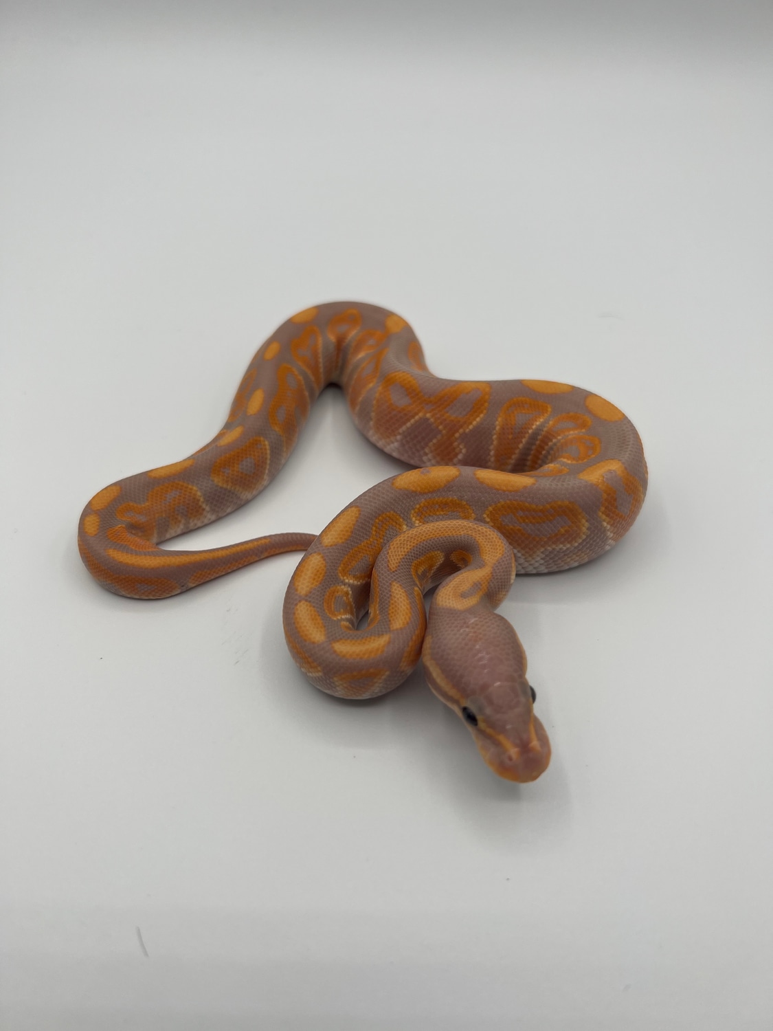 Black Pastel Banana 100 Het Clown Ball Python by Berk's Serps