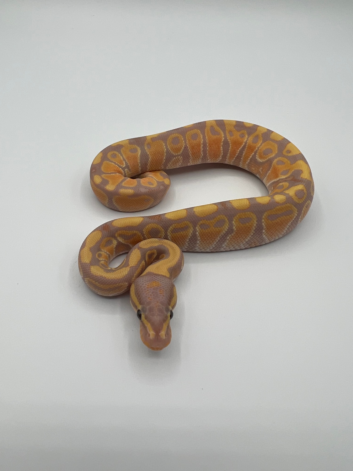 Banana 100 Het Clown Ball Python by Berk's Serps MorphMarket