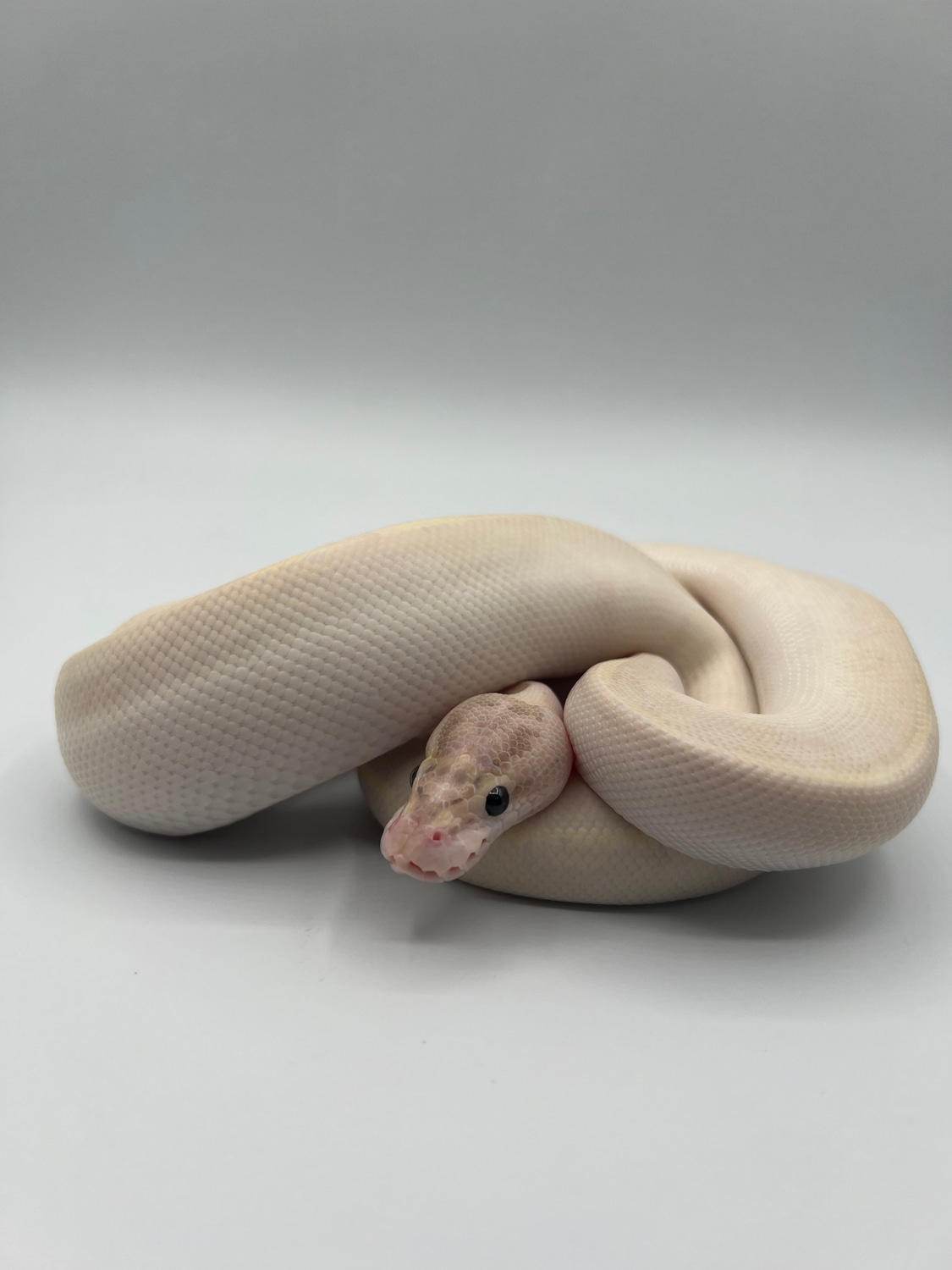 Banana Ivory Ball Python by Berk's Serps MorphMarket