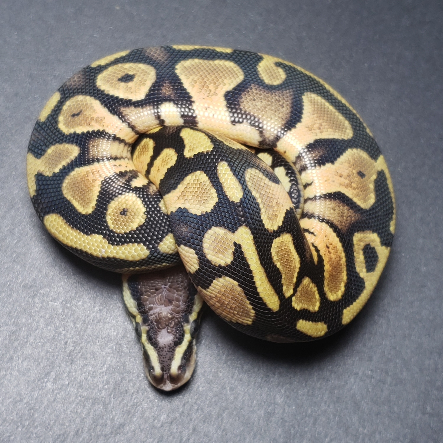Pastel Scaleless Head Ball Python by Breeder Underground - MorphMarket