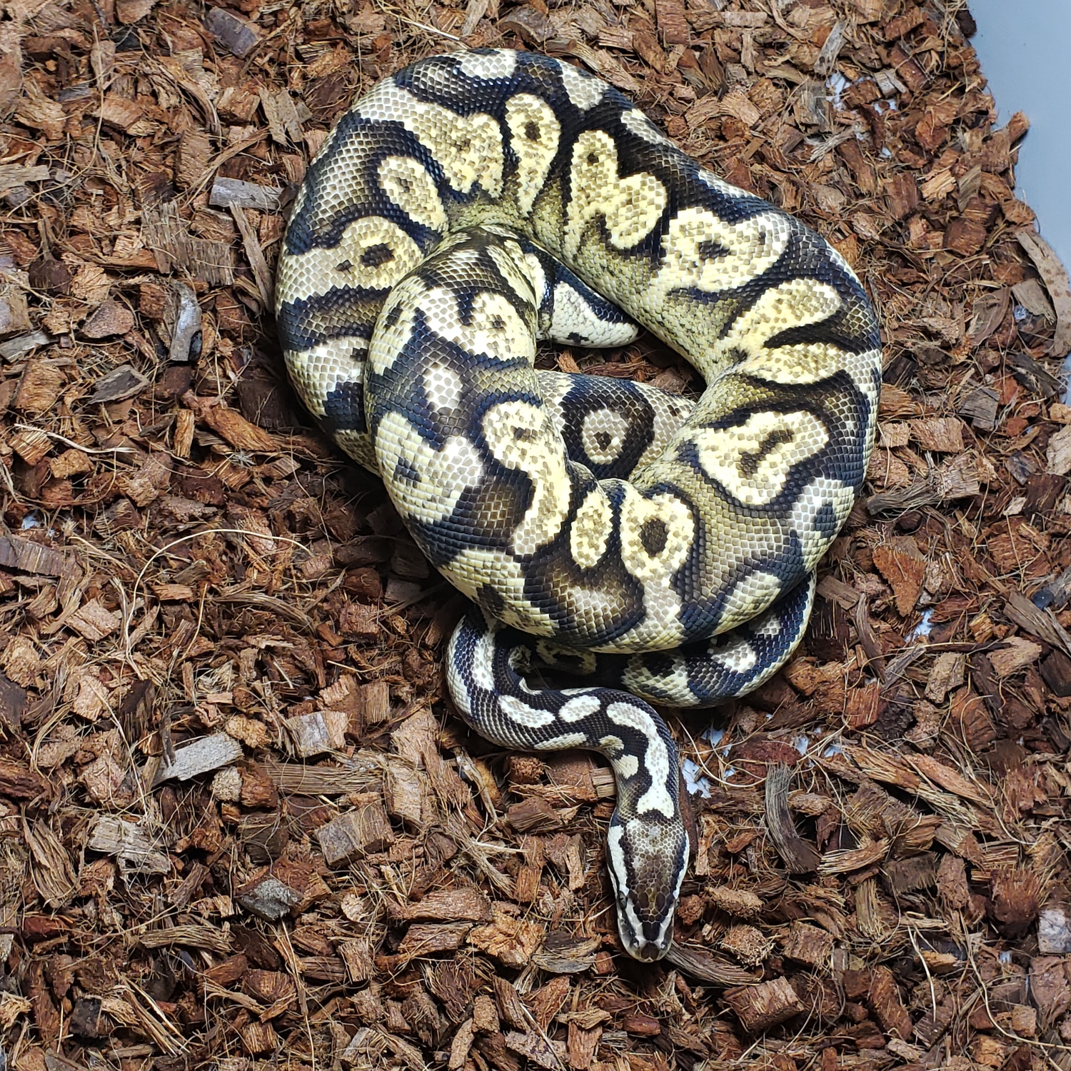 Pastel Ghi Ball Python by Breeder Underground - MorphMarket