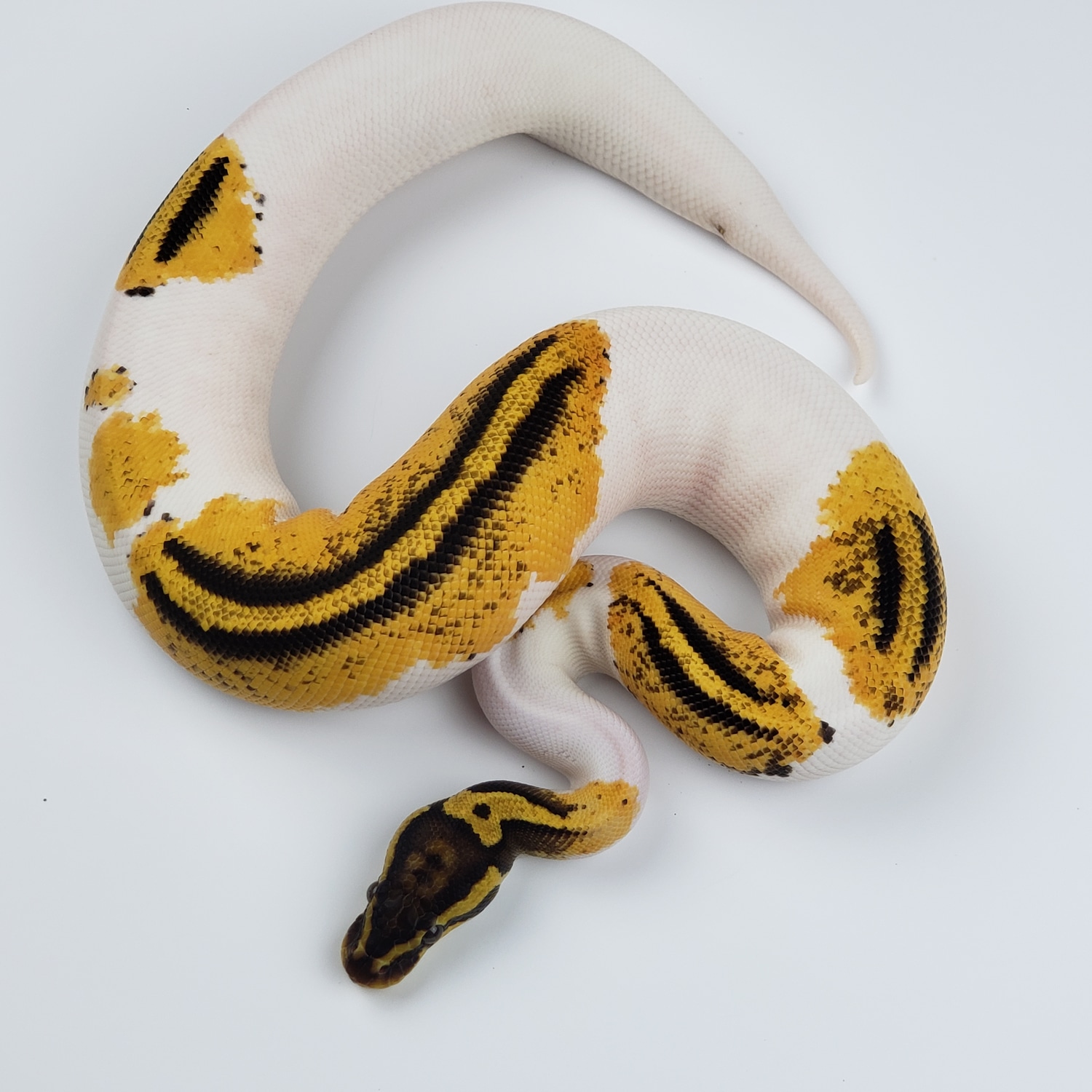 Pastel Yellowbelly Piebald Ball Python by Breeder Underground MorphMarket