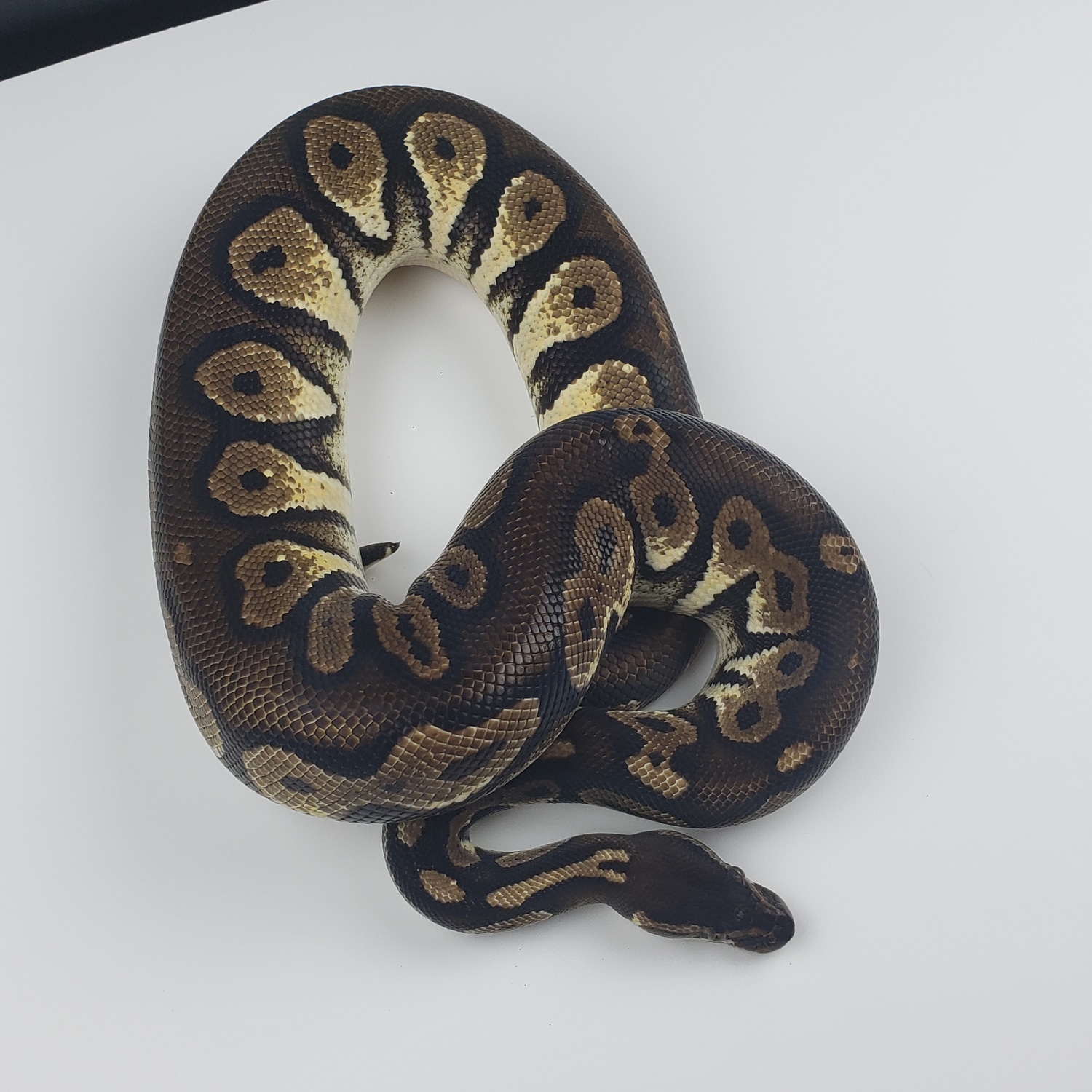 Blackhead Red Gene Ringer Gene Pastel Ball Python by Breeder ...
