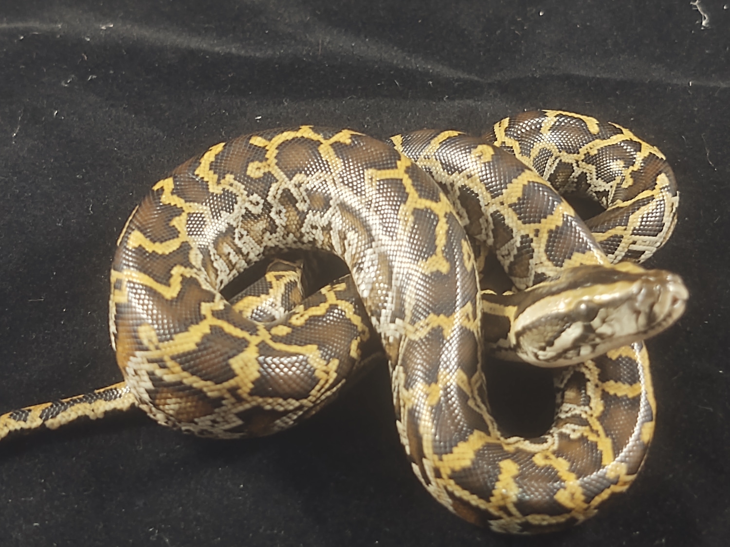 F3 Half Dwarf 66% Het Albino Burmese Python by Production reptiles ...