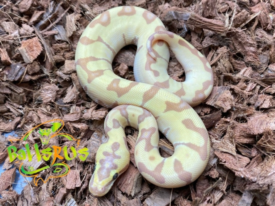 Super Enchi Banana Pastel Fire Ball Python by BallsRus LLC