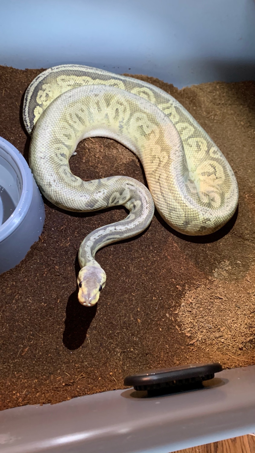 Silver Streak Ball Python by Jormungandr Reptile Co. - MorphMarket