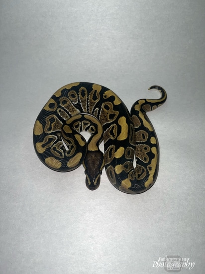 Normal 50% Het Pied Ball Python by B & C Reptiles