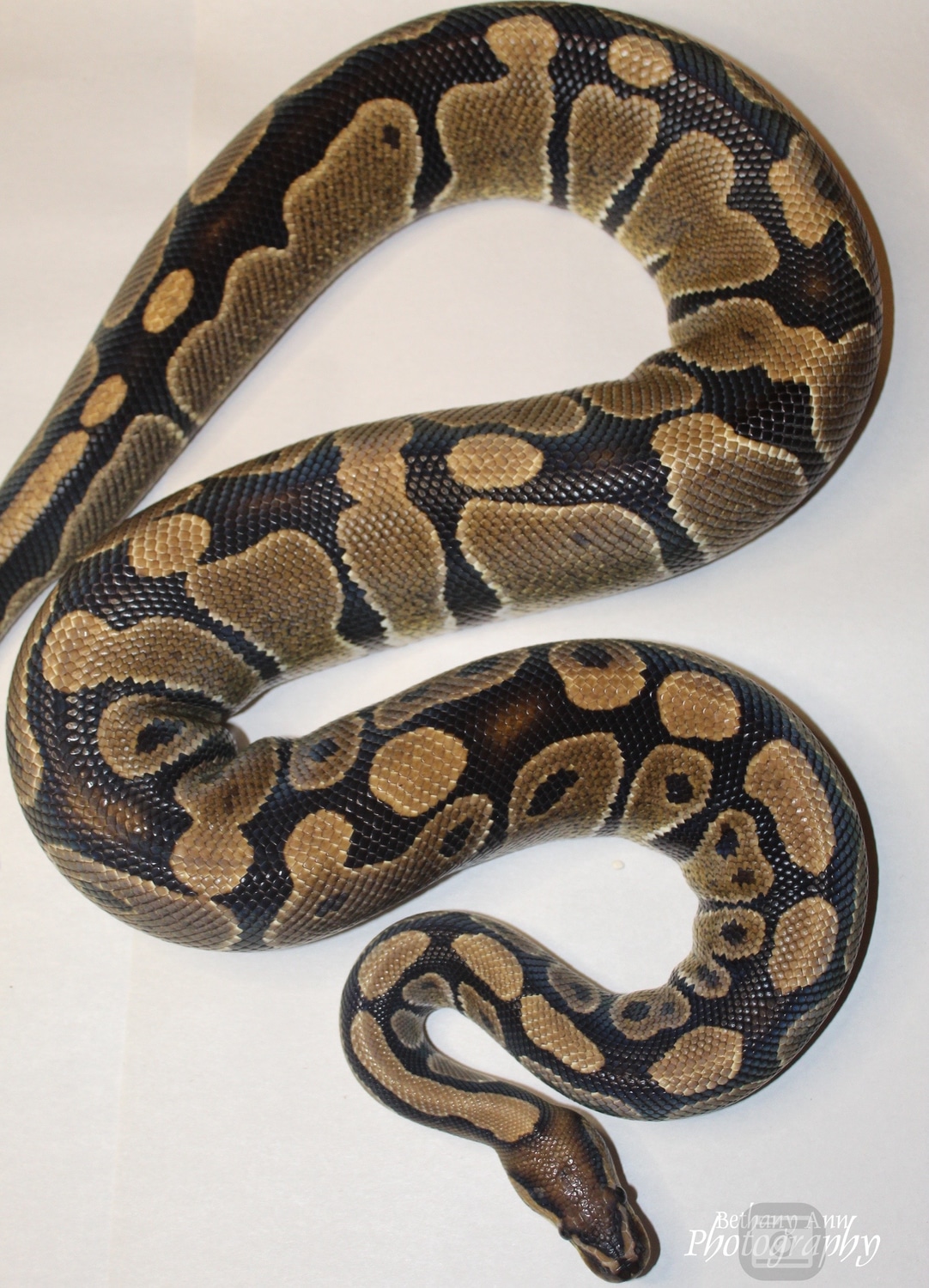 Normal - Samuel Ball Python by B & C Reptiles - MorphMarket