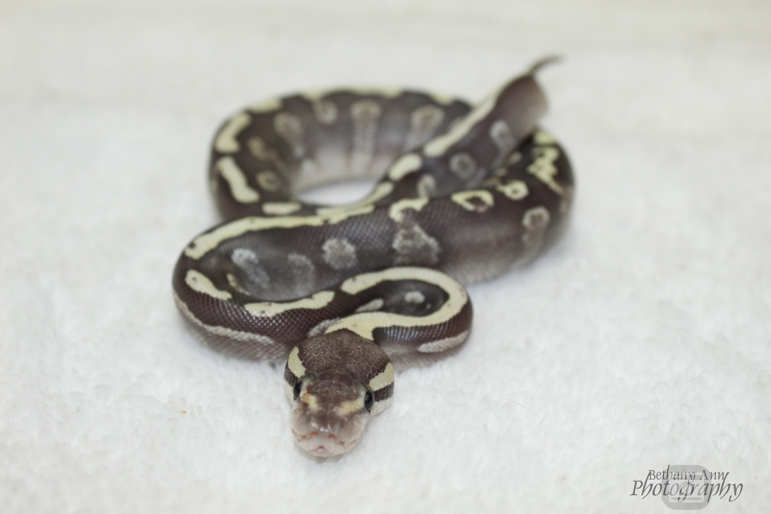 GHI Mojave Fire Ball Python by B & C Reptiles - MorphMarket