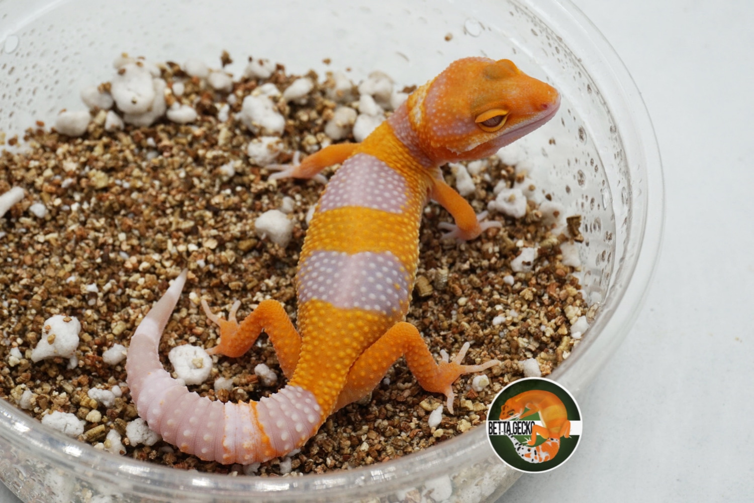 GGG Tremper Sunglow HC Cross Pos Het Eclipse Leopard Gecko by ...