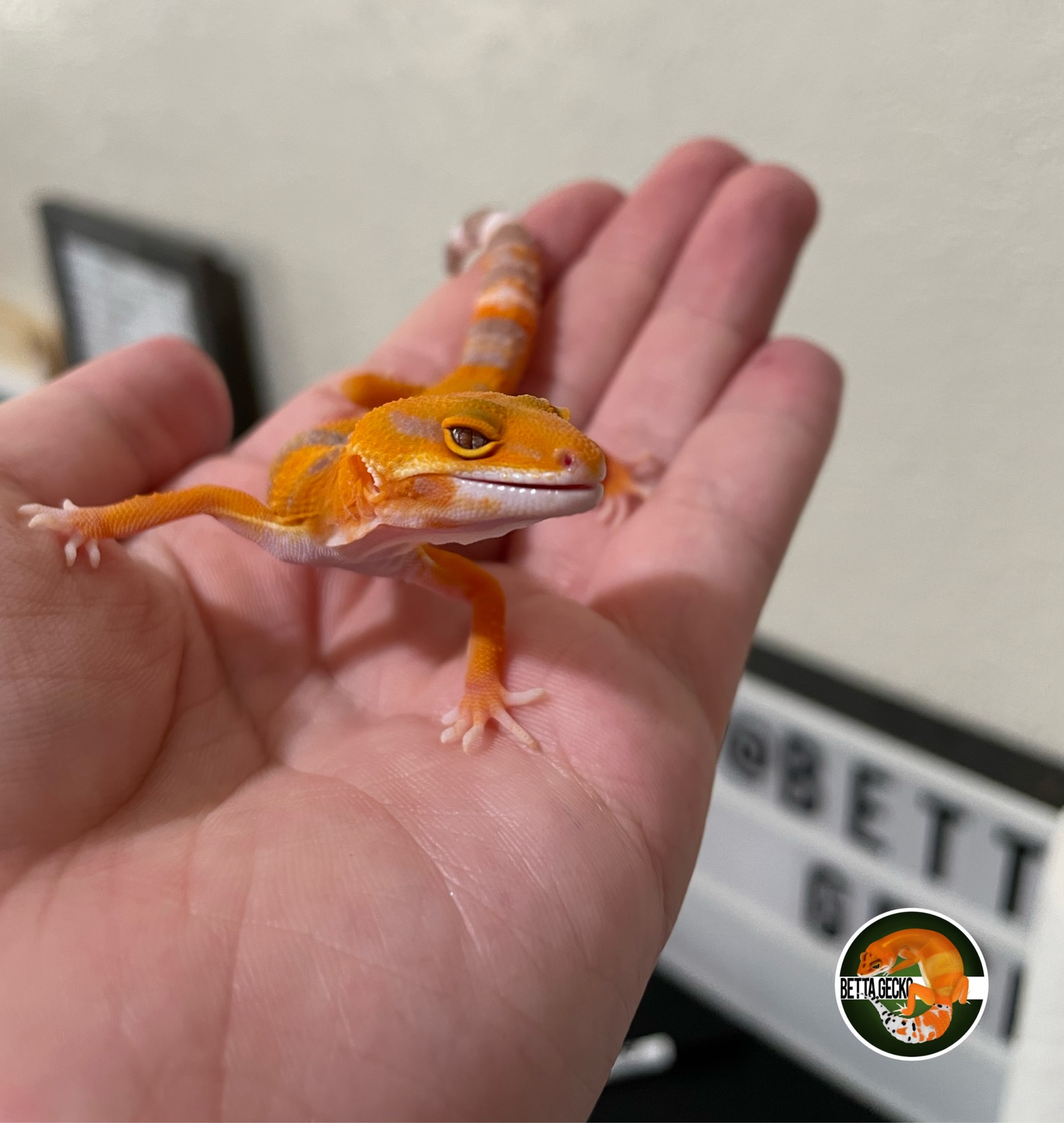 GGG Tremper Sunglow HC Cross Pos Het Eclipse Leopard Gecko by ...
