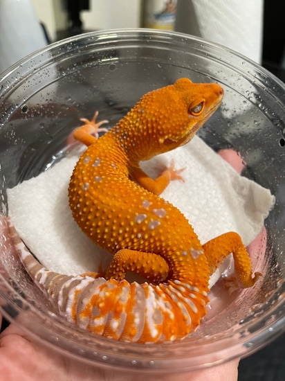 GGG Tremper Sunglow Cross Pos Het Eclipse Leopard Gecko by BettaGecko