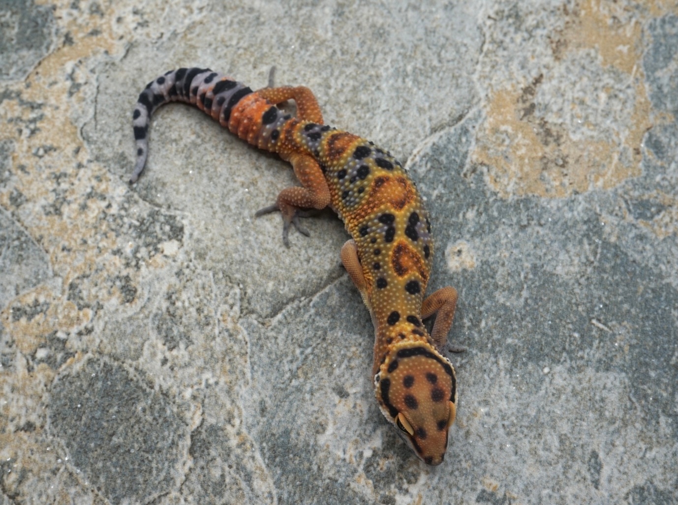 Atomic Inferno Clown Possible Het Tremper And Eclipse Leopard Gecko by ...