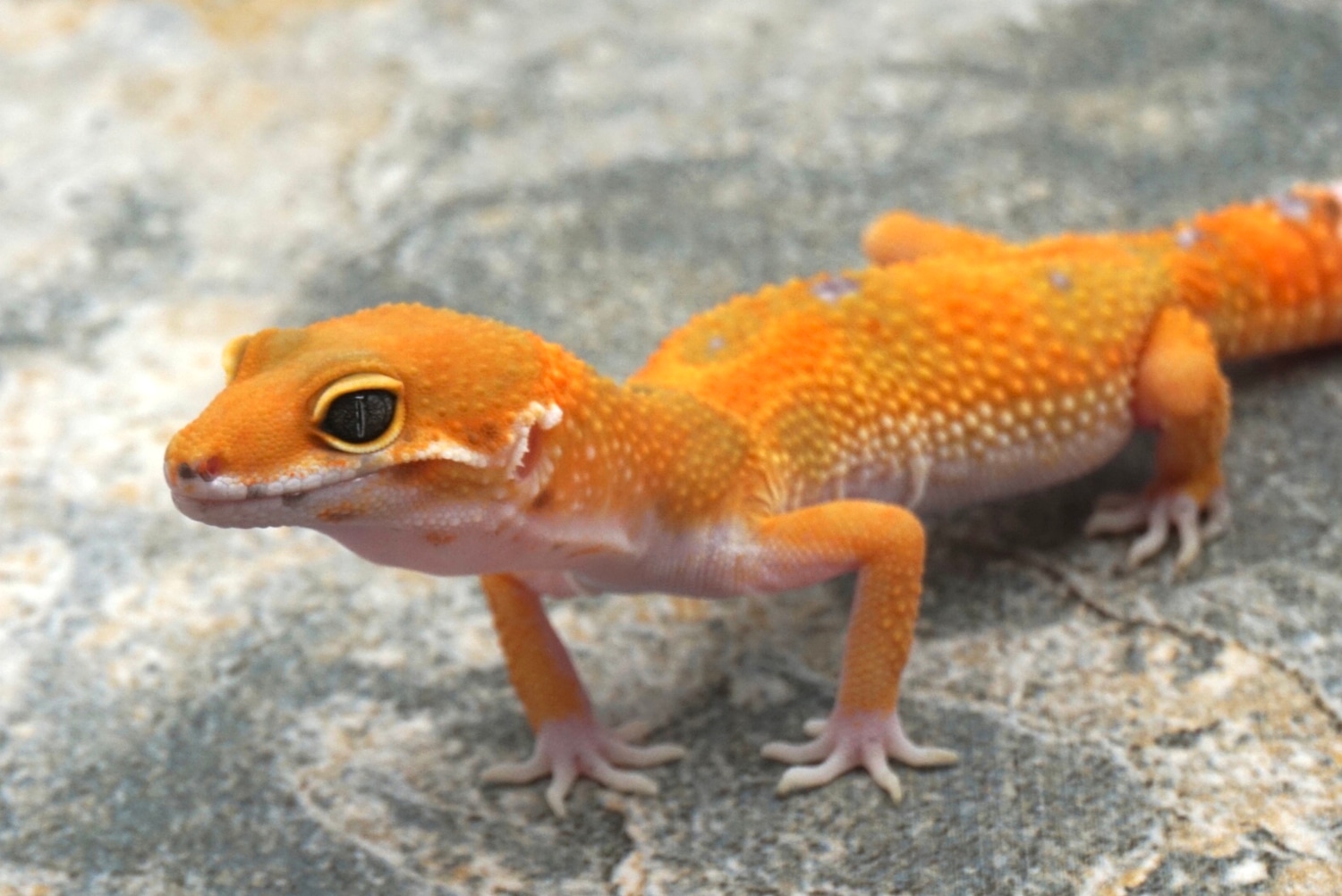 Atomic Inferno Clown Pos Het Tremper And Eclipse Leopard Gecko by ...