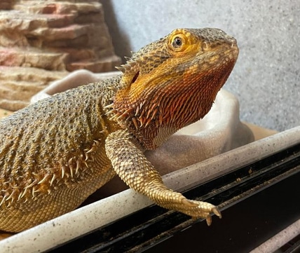Bewild Reptile Rescue Morphmarket