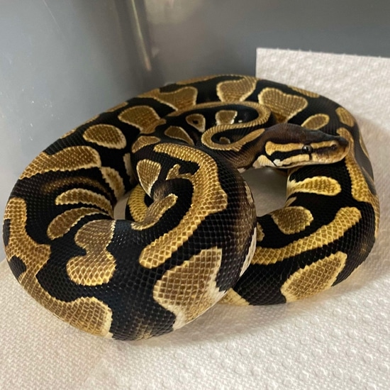 Saffon Ball Python