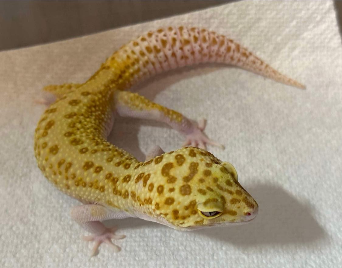 Dragonfly - Leopard Gecko