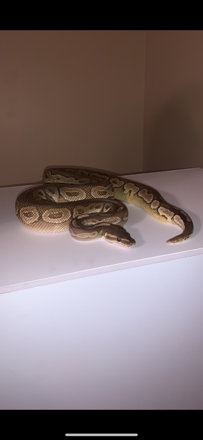 Cinnamon Lesser Ball Python by Beyond Exotics - MorphMarket