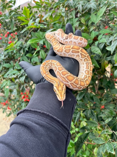 Hypo 100% Het Wei Line 50% Het Granite Burmese Python by Gilly’s Snake Pit