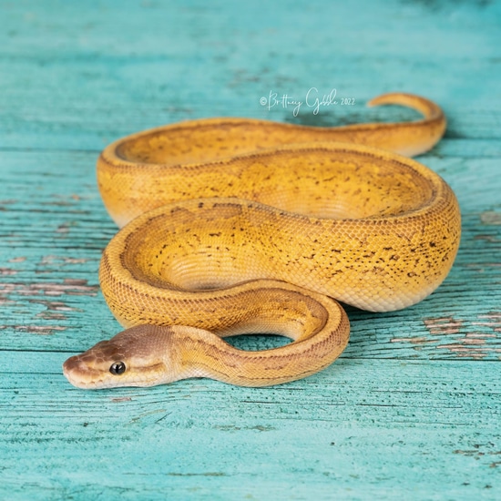 Pinstripe Bongo Yellow Belly Fire BP211206F3 Ball Python by Gobble’s