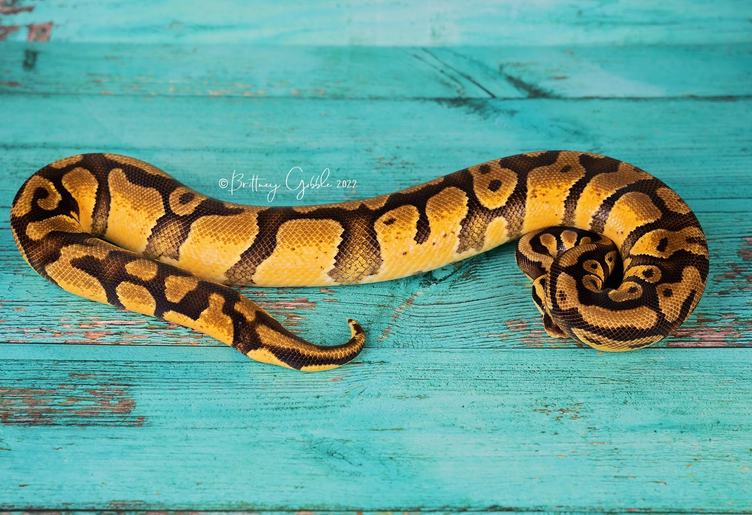 NR Mandarin Enchi Fire BP201216M2 Ball Python by Gobble’s Reptiles ...